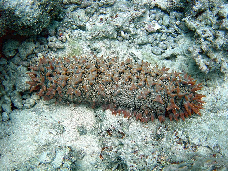 91- Concombre de mer epineux ou holothurie ananas - Kouare.JPG